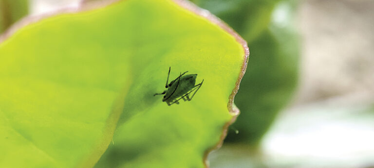 Comment reconnaitre et observer les pucerons, vecteurs de jaunisse ?