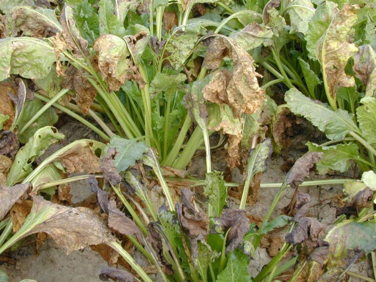 Pucerons et maladies foliaires de la betterave classés comme usages prioritaires