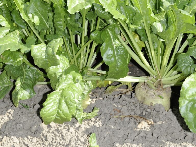 Cristal Union au top sur la durabilité du sucre et de l’alcool