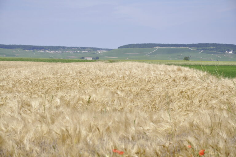 La FNSEA adresse sa feuille de route aux candidats à la présidentielle