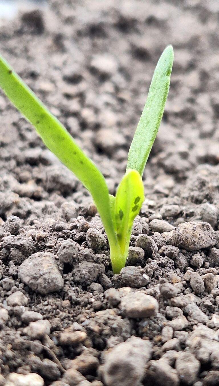 La CGB alerte sur l’arrivée précoce des pucerons