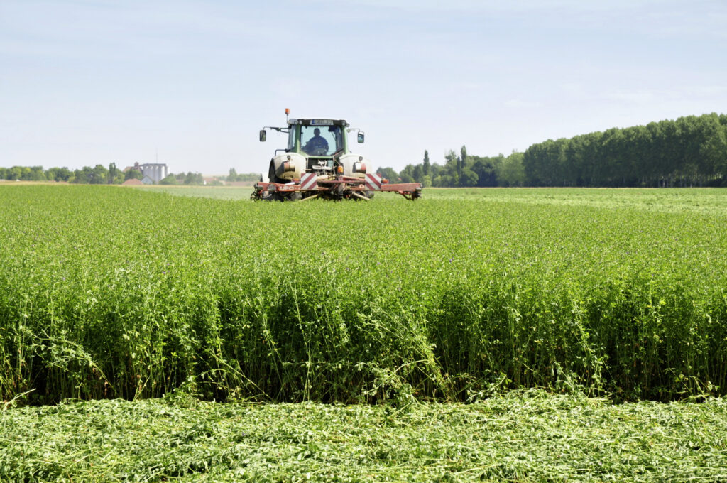 In a tense geopolitical context, alfalfa wants to do well – Le Betteravier français