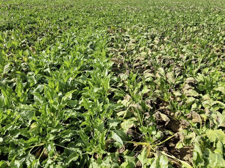 BASF lance son service d’alerte pour la betterave