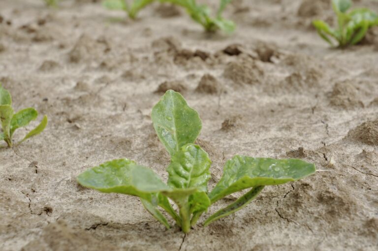 Armelys nouveau produit de biocontrôle autorisé sur betteraves contre les pucerons