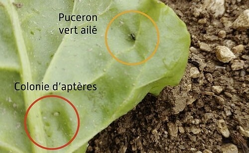 La tourterelle des bois à nouveau chassable