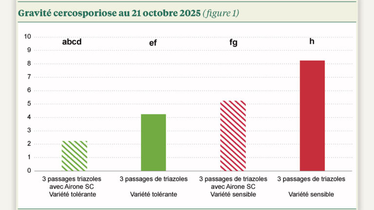 cercosporiose : efficacité confirmée de l’airone sc