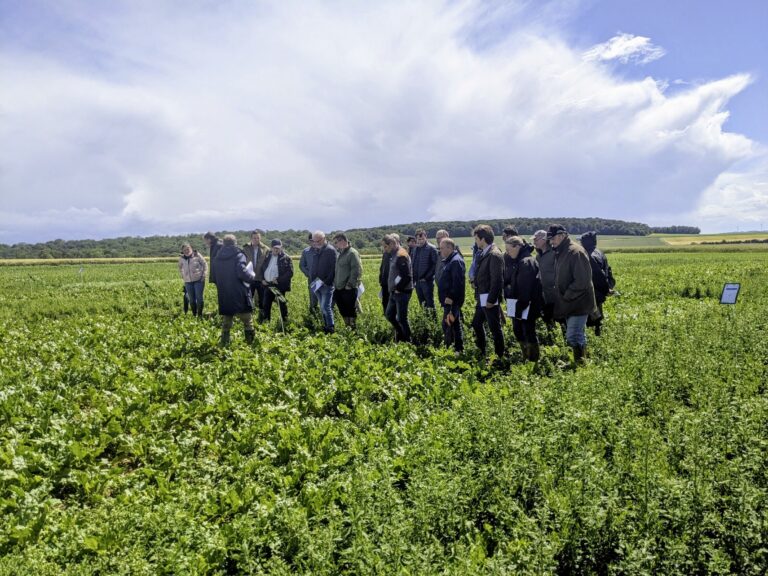 corteva espère voir son nouvel herbicide homologué pour la campagne 2027