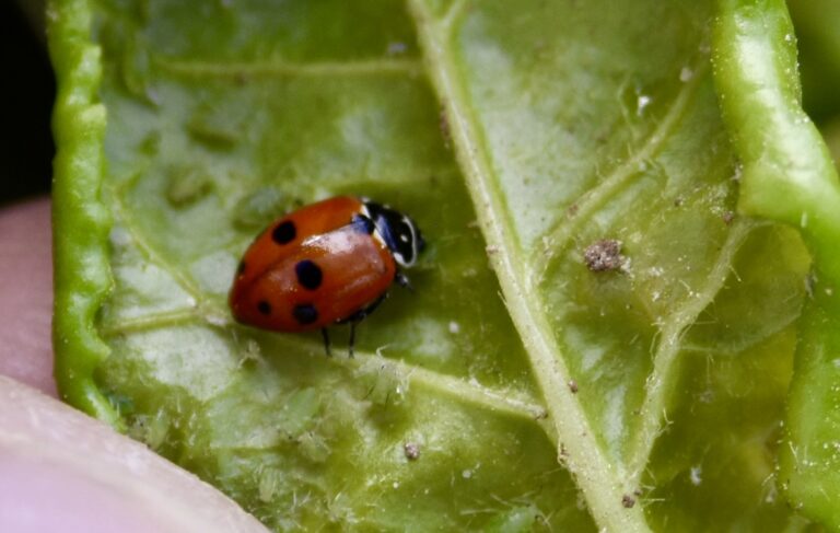 Pucerons en recul, premiers foyers de jaunisse détectés