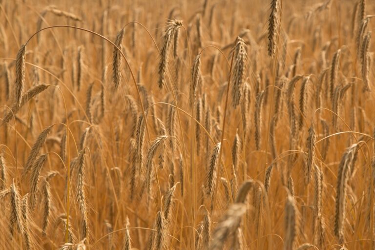 céréales : la prochaine récolte déteint sur les prix