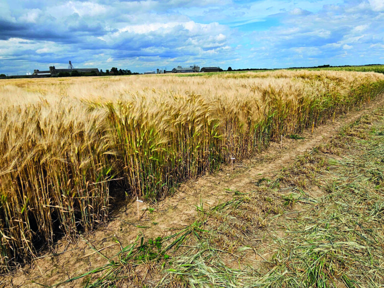 orges brassicoles et fourragères : priorité au potentiel agronomique