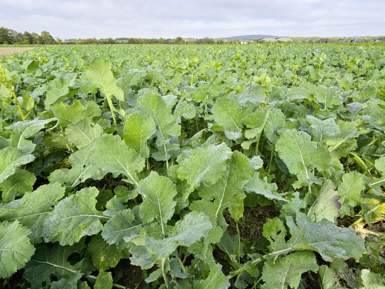 colza : assurer une nutrition azotée en continu