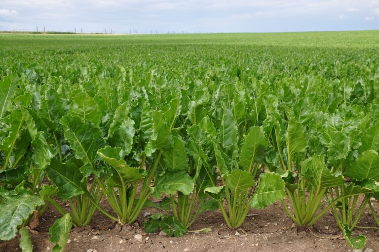 la loi d'urgence agricole ouvre la voie à la flupyradifurone sur betteraves