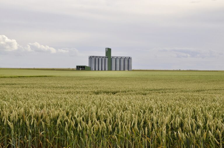 les coopératives céréalières sous pression