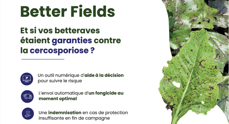 gestion de la cercosporiose : l’artb sollicite l’avis des producteurs