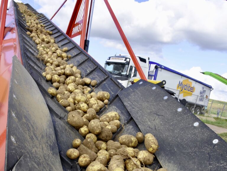 la france pourrait connaître son plus faible rendement en pommes de terre depuis 30 ans