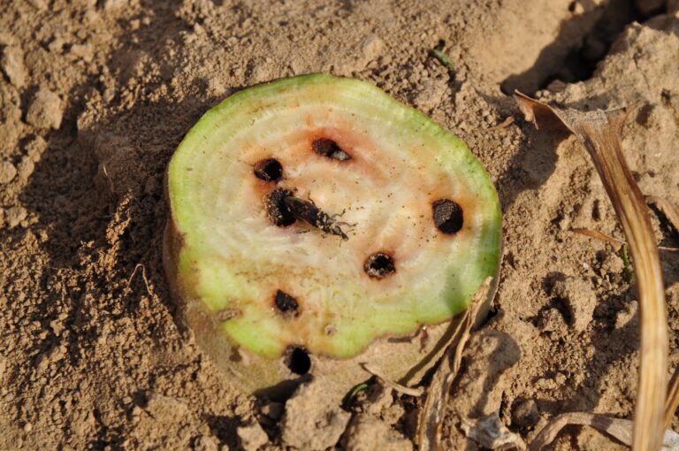 le charançon et le rhizopus font de gros dégâts dans les betteraves