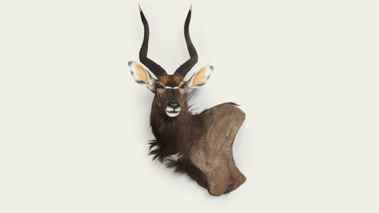 Heurs et malheurs des trophées de chasse