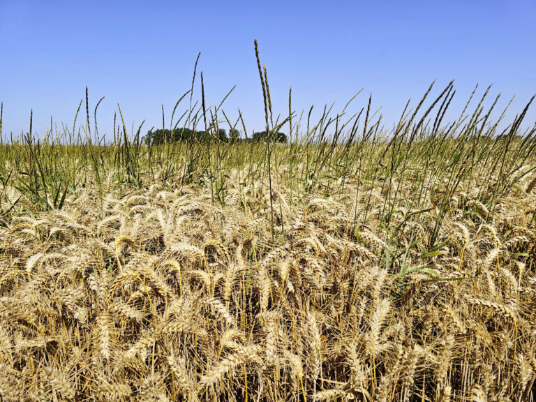 après le flufénacet, reconstruire les programmes désherbage d’automne des céréales