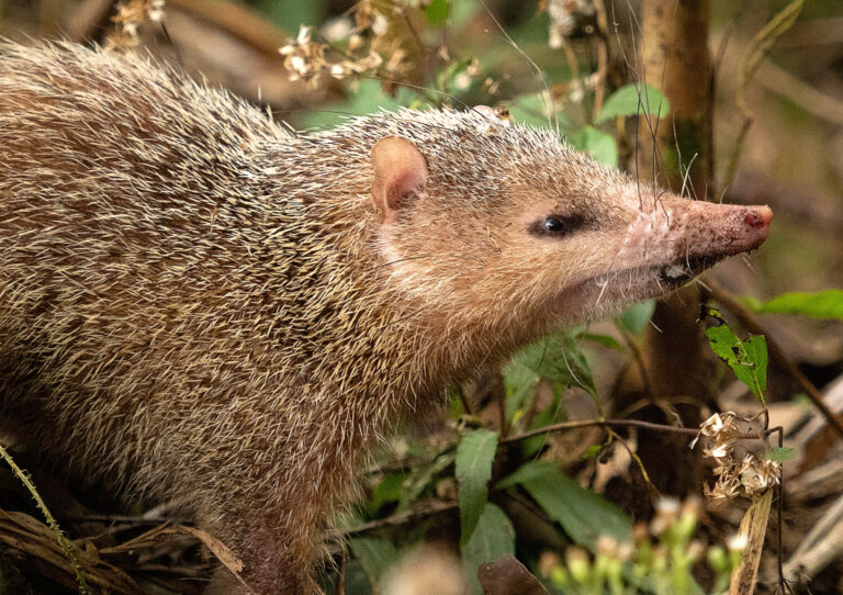 Au tangue !