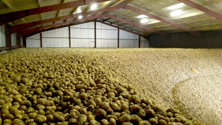 Le stockage des pommes de terre, vigilance à toutes les étapes
