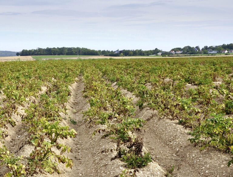 Sécheresse, canicule : pas de gagnants, que des perdants