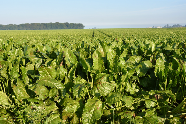 la raffinerie tirlemontoise dément vouloir augmenter fortement ses surfaces en 2027