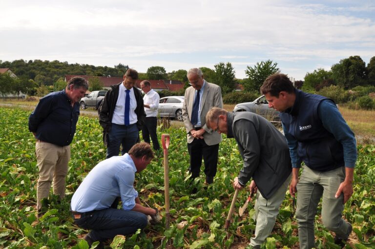la canicule va faire plonger la production de betteraves de 20 %