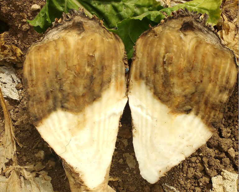 L’ITB publie une nouvelle fiche sur le Rhizopus