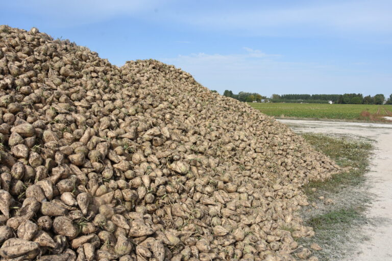 Sauver le plus de betteraves possible