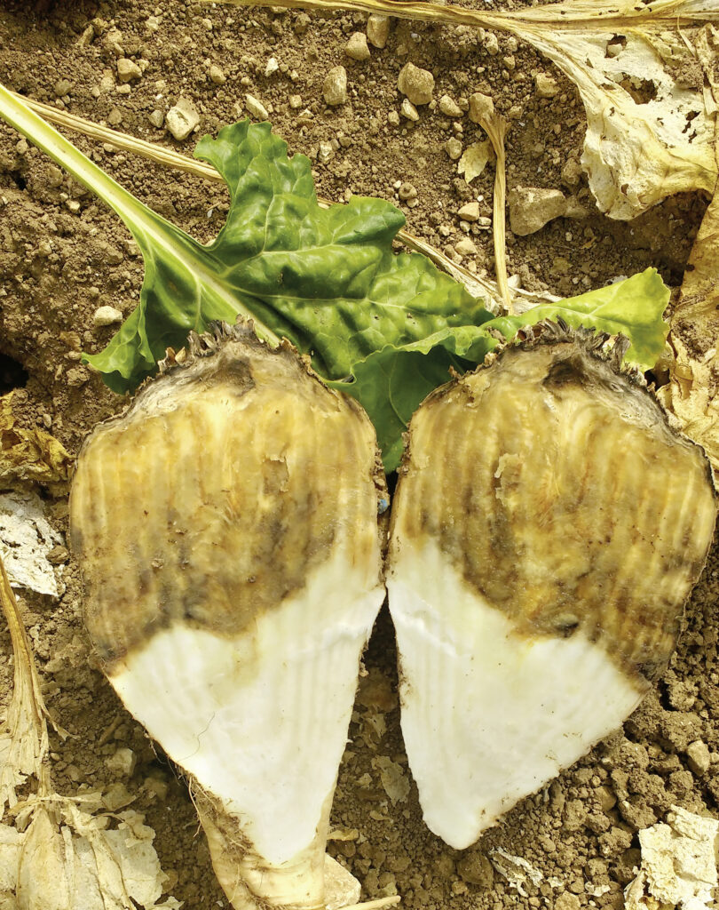 Rhizopus : mieux connaître la maladie pour mieux l’identifier