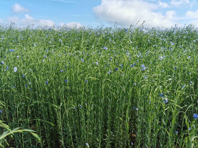 Deux herbicides complètent une gamme limitée en lin d’hiver